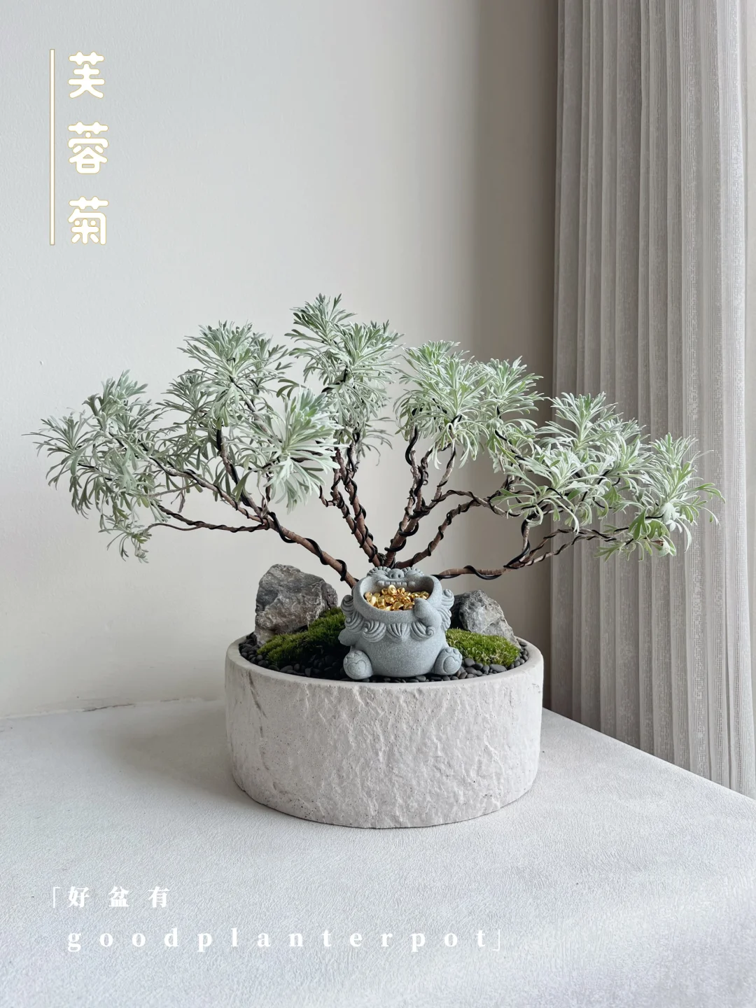 🇲🇾日本雪芙蓉（芙蓉菊）