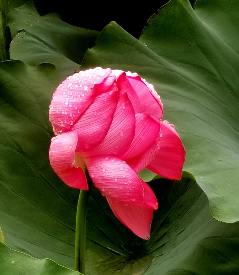 2026年6月18日雨后拍摄带水珠儿的荷花（2）。 洋泾湖 手机摄影荷池随拍 带