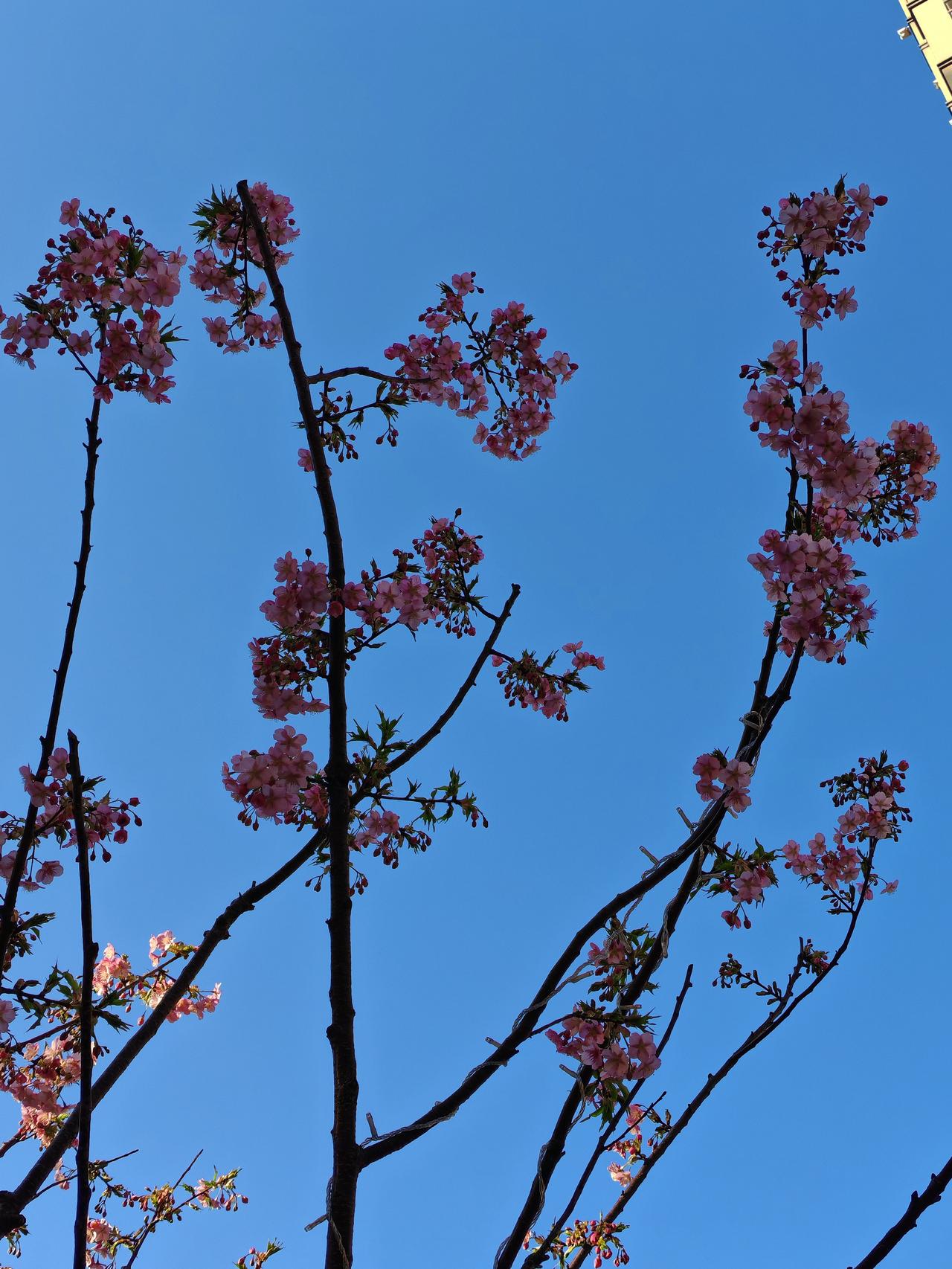 天南地北大拜年春天真的来了，海棠花都开了。