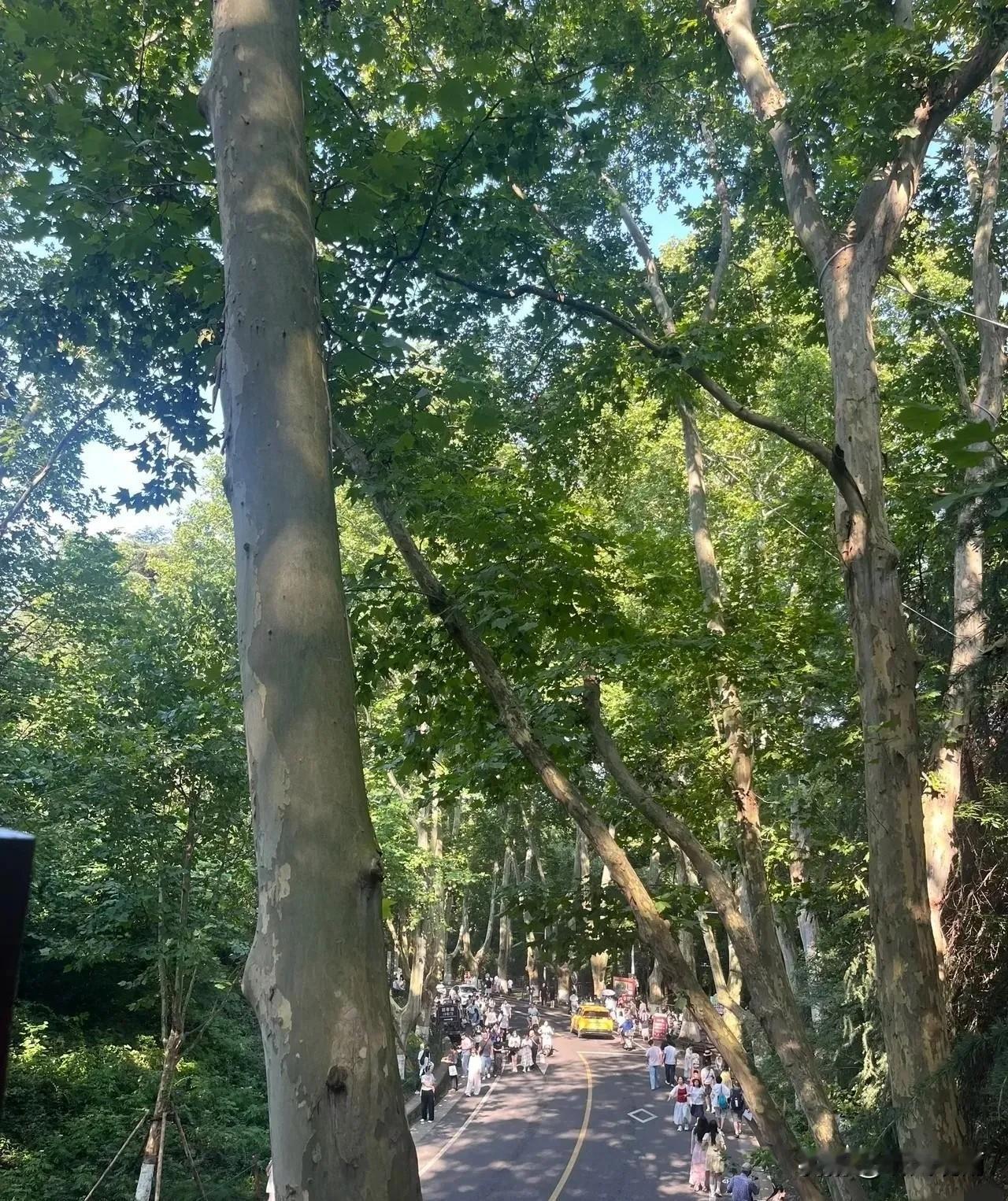 提前通知一下，大家好有个心理准备。明天8月23号，就正式进入末伏最后一天了，而且