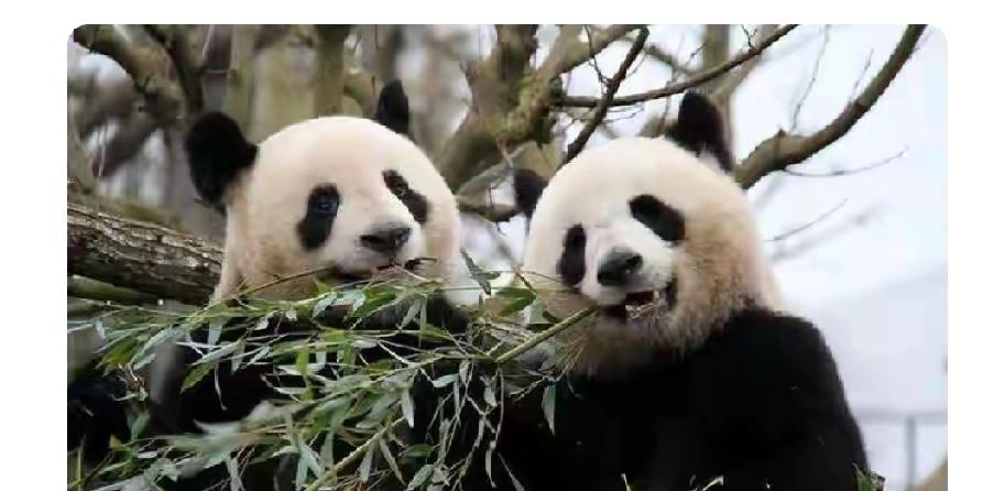 马克龙访华核心诉求肯定不只是大熊猫。法国刚接回“欢欢”和“圆仔”，民众希望新熊猫