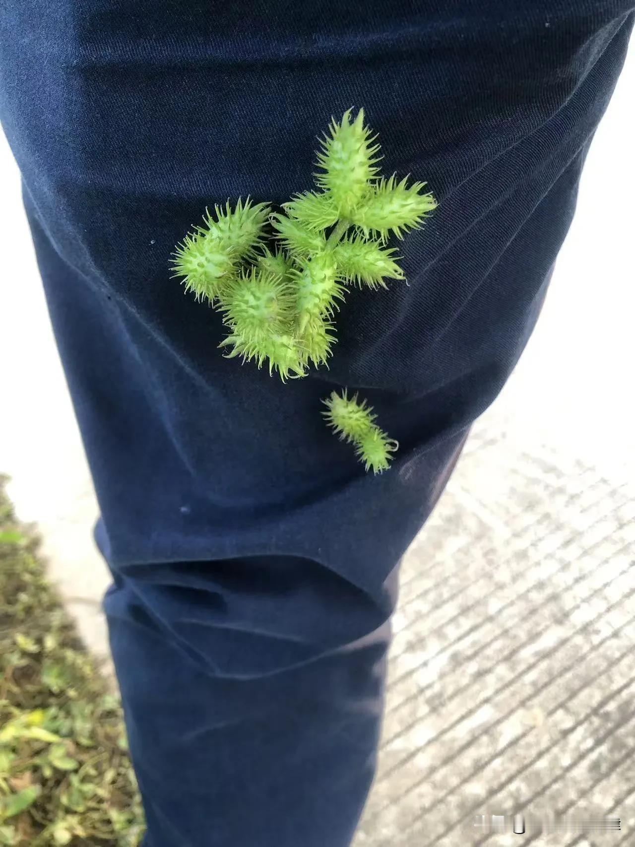 #秋日生活记录#大家在北京还能记得这是这么植物吗？小时候地里都有这个