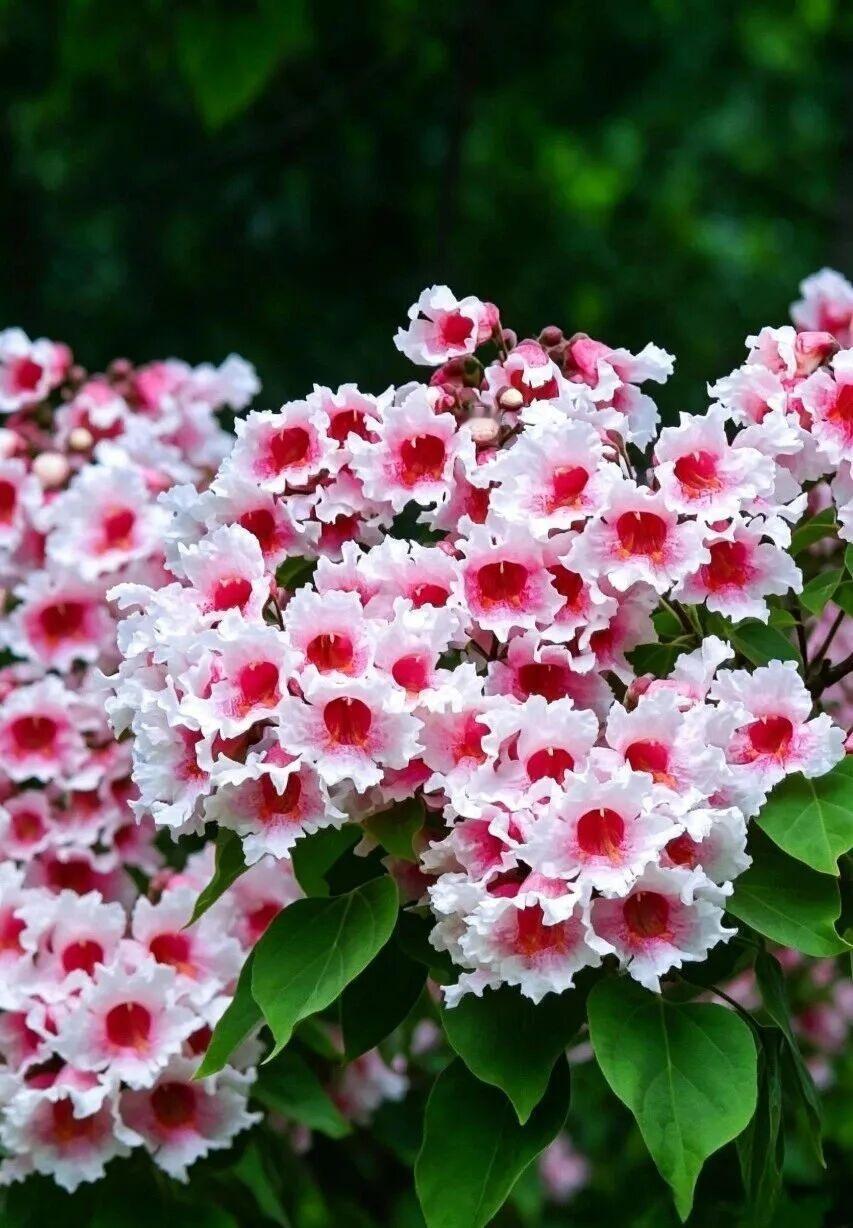 楸树花当然美！它素有“百木之王”的美誉，花朵形似小喇叭，呈淡雅的粉紫色，一串串垂