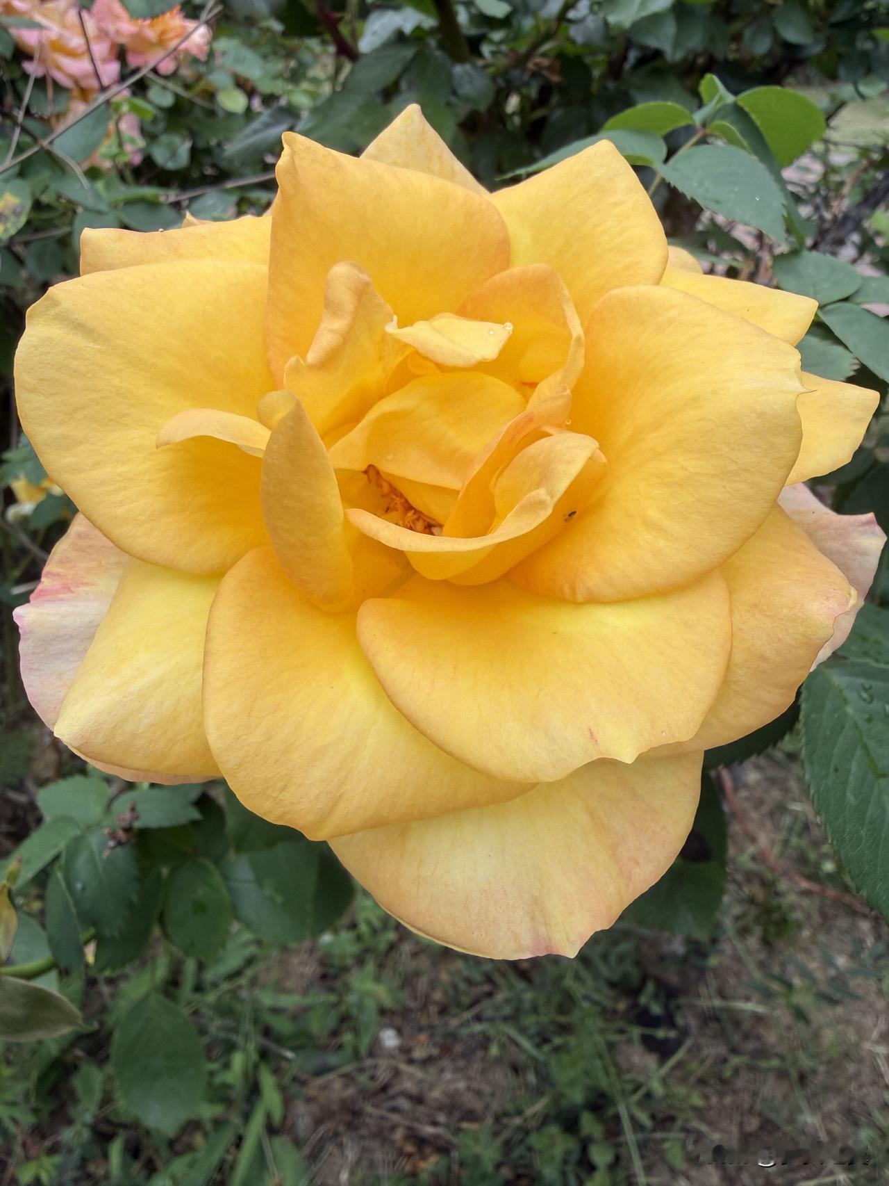 【小对联】
上：……？
下：帝王。