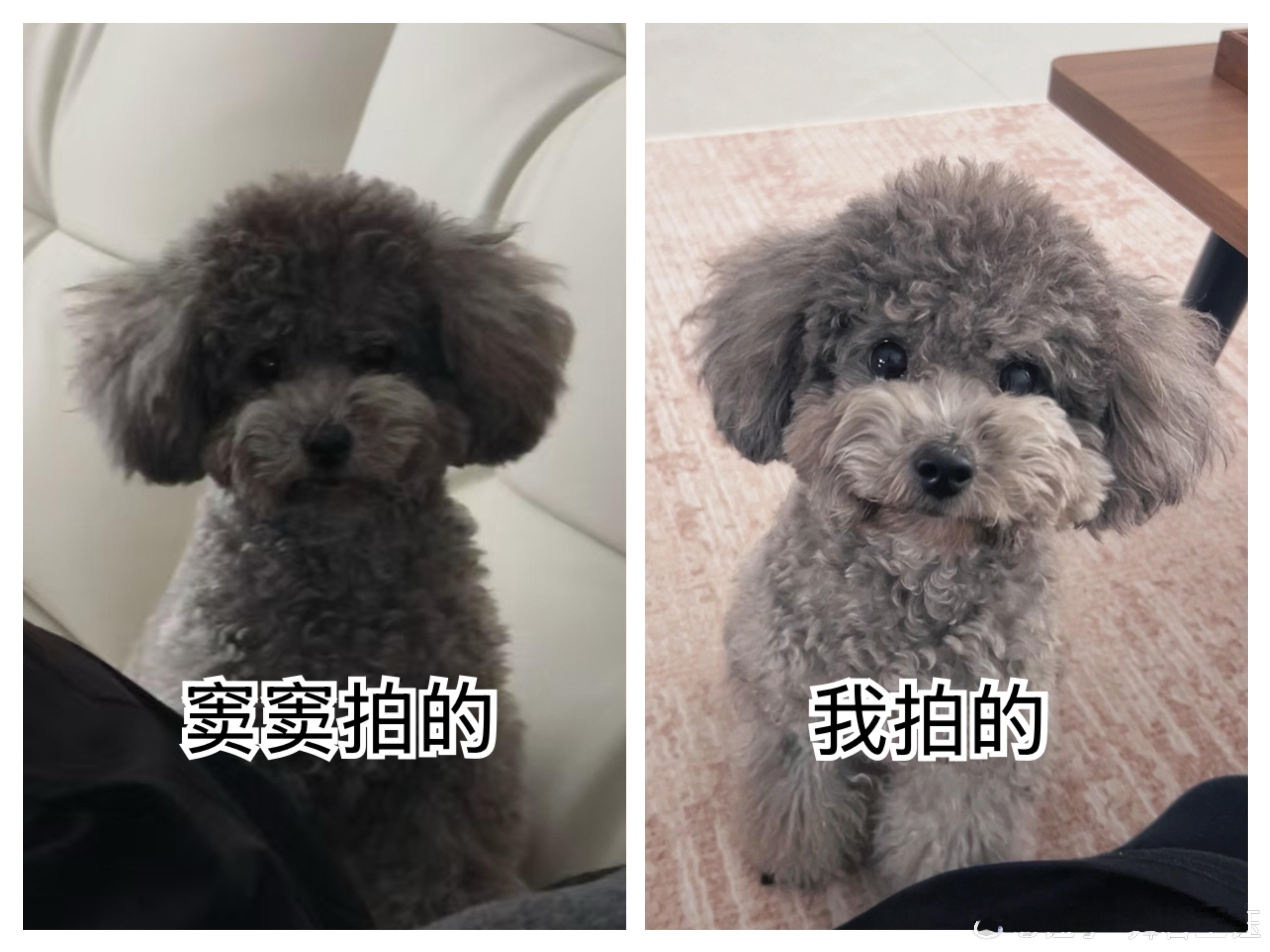 所以我们Duffy原来这么可爱！（Duffy没有一个会拍照的姐姐，天天都是潦草小