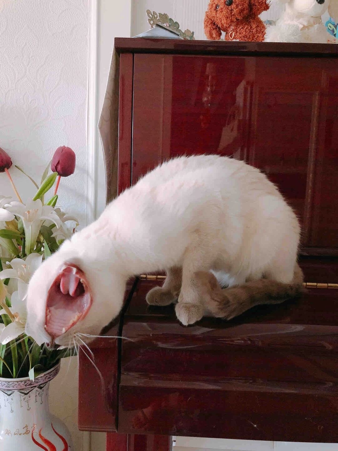 打哈欠的小猫好像食人花… ​​​