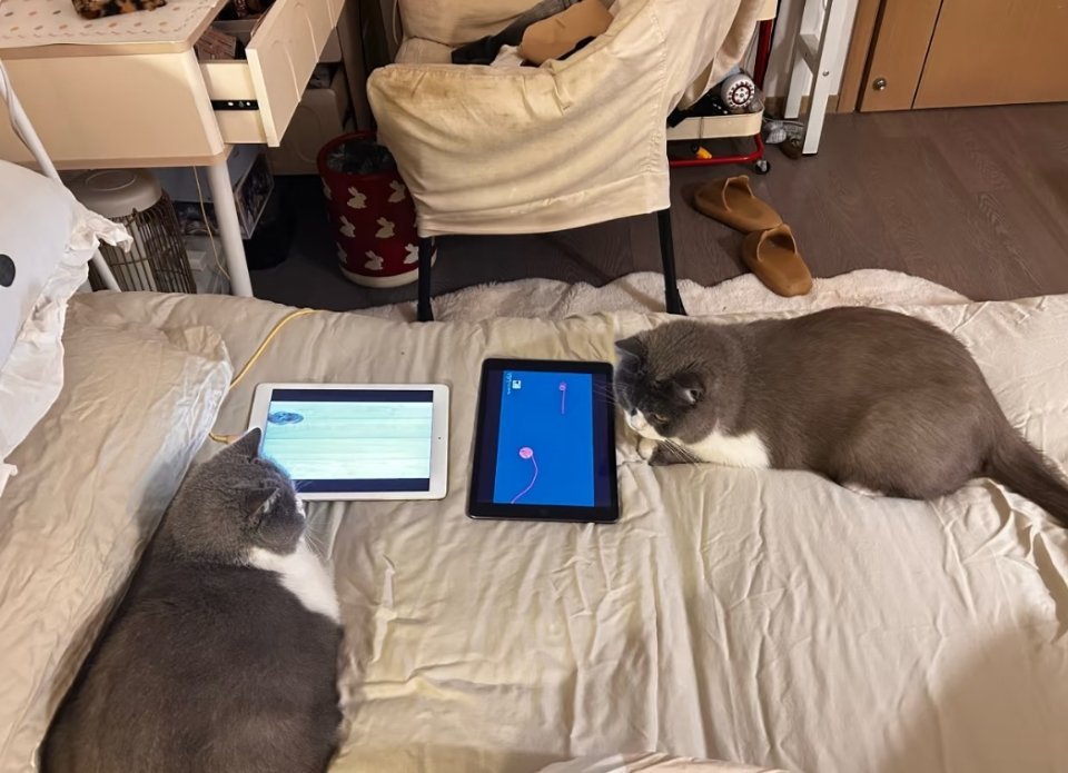睡前固定项目，一猫一小时平板 