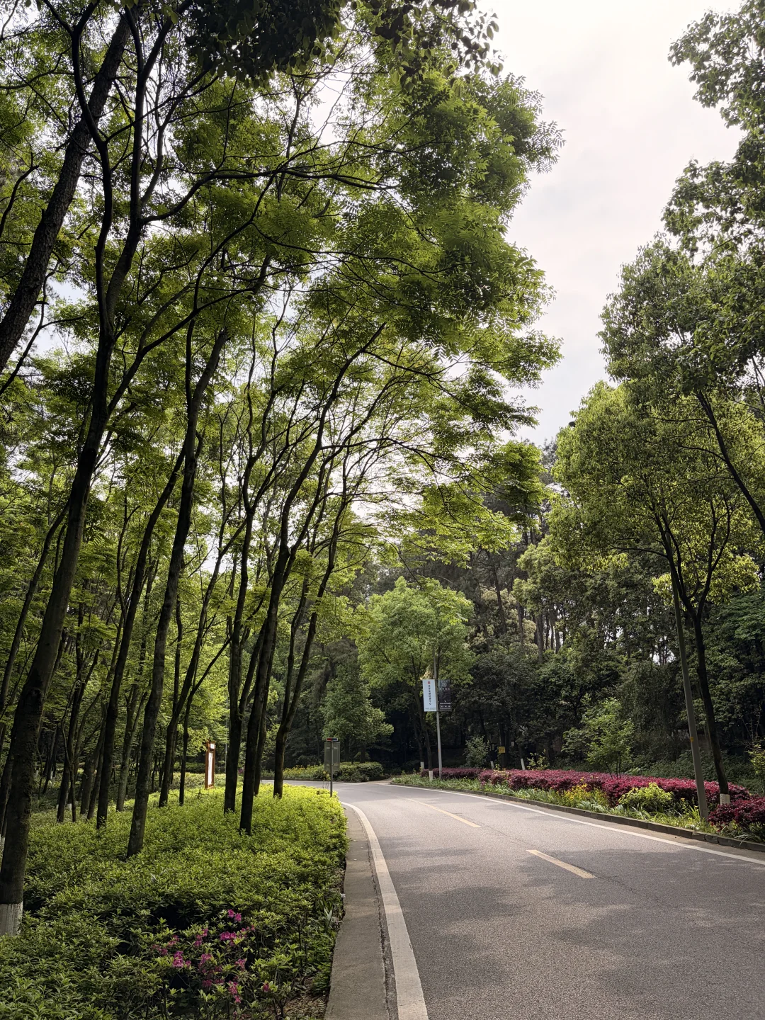 🌳重庆主城吸氧天花板🍃铁山坪真的太治愈了