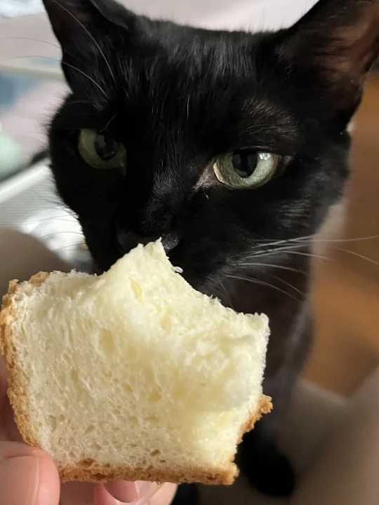 比猫窝更大的豪赌出现了