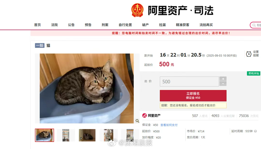#爆红法拍狸花猫性格很好#【超500人竞拍！#法拍狸花猫原主人或有优先购买权#】