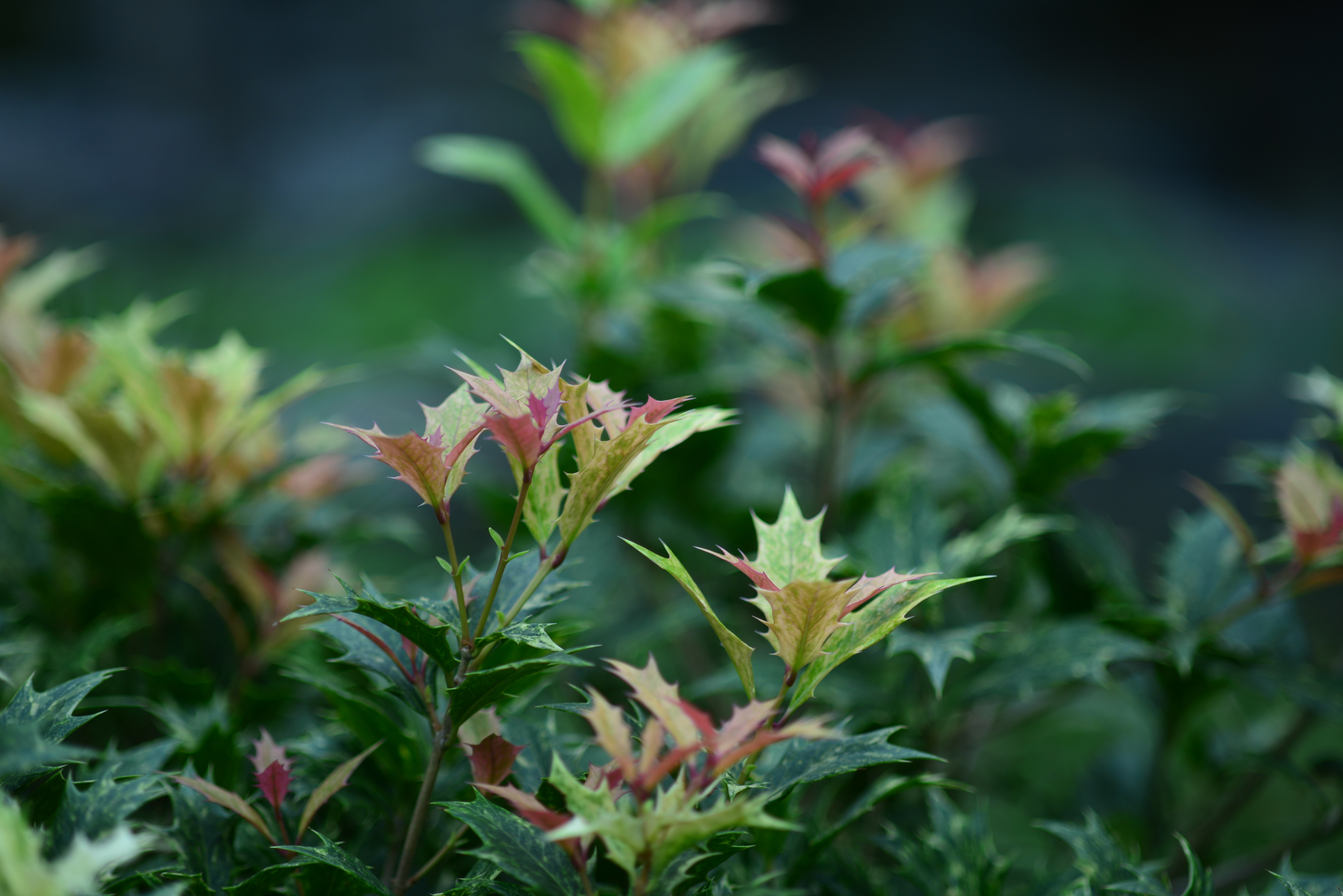 介绍一个小众却非常优秀的庭院植物：柊树常绿、耐寒、叶色也很丰富，长得慢，所以作为