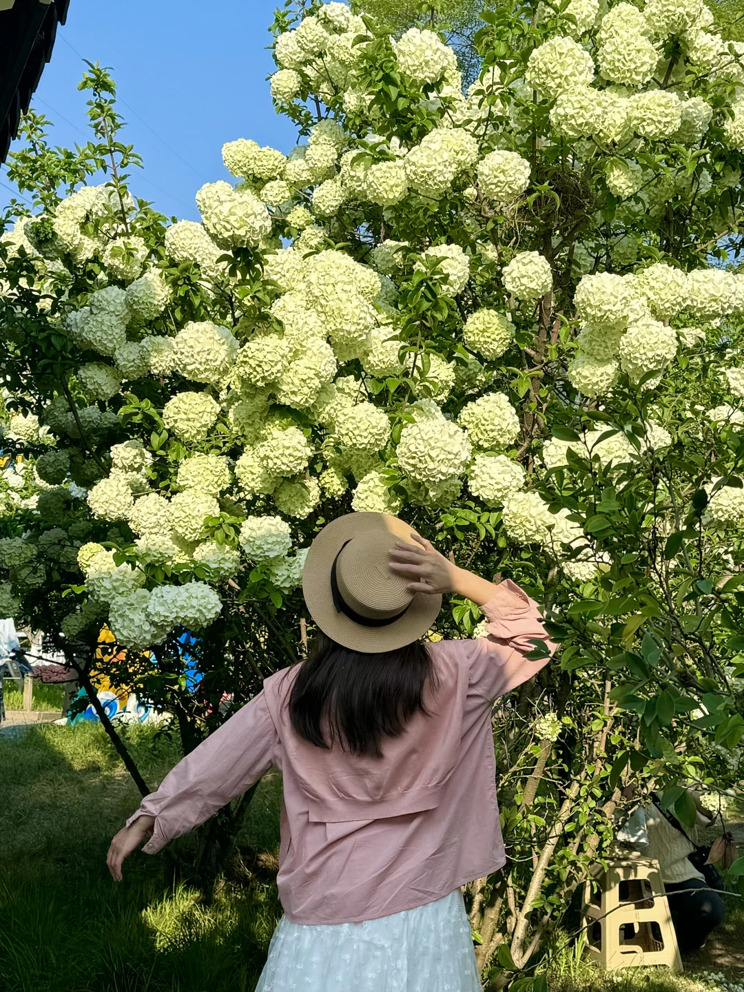 4.2live❗️杭州的木绣球开爆了❗️好美