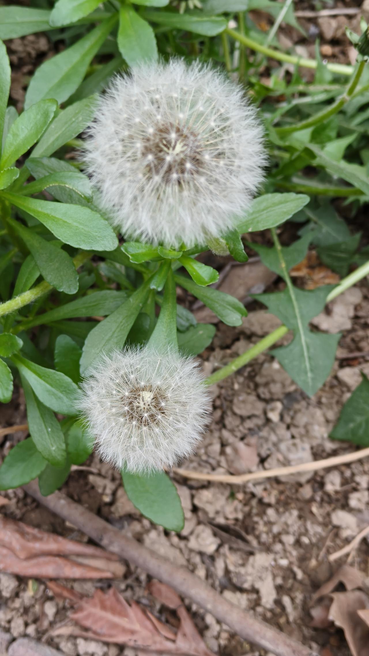 自然之美：野生的蒲公英，清新自然，生机勃勃。