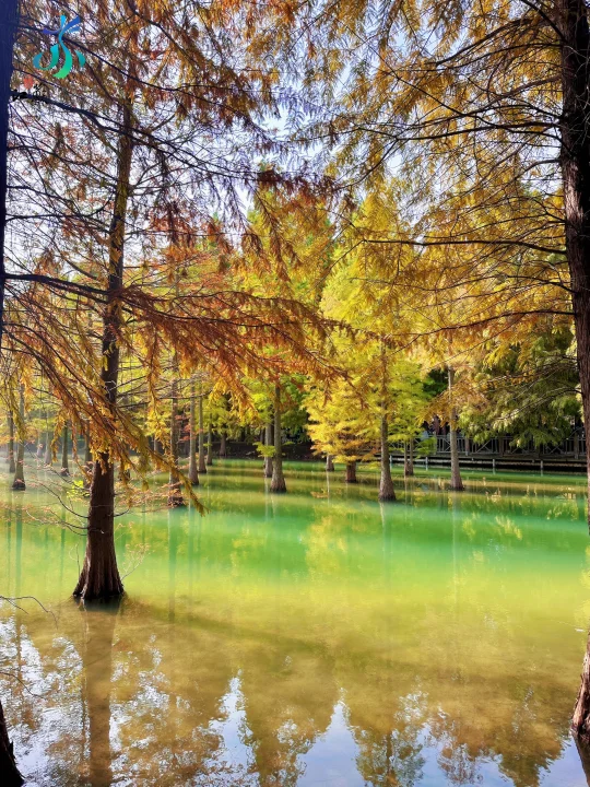 在江苏泗洪，秋天的水杉太太太美了