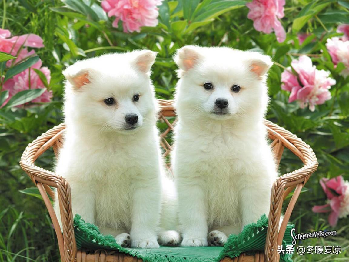 第一名🥇：生肖狗🐶
 
生肖狗，国庆一到：
狗：烦忧旧事随秋去，
狗：清风携