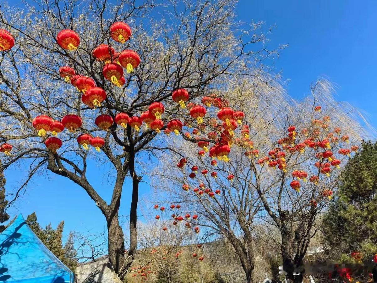 42岁的佟丽娅在河南春晚跳《花开富贵》，饰演牡丹花蕊。
花瓣一层层打开。
她站在