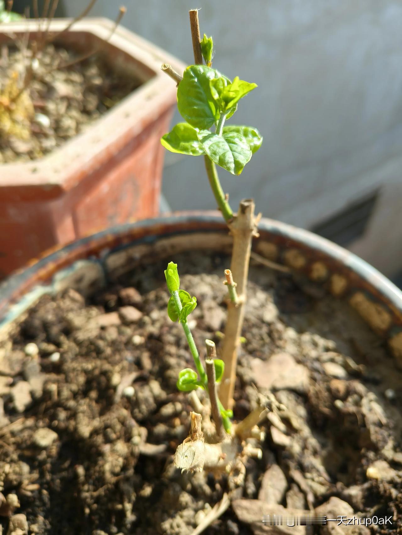有人说，
茉莉花比较好养活，其实不然。这不，从网上买了两棵云南虎头茉莉，栽上已经
