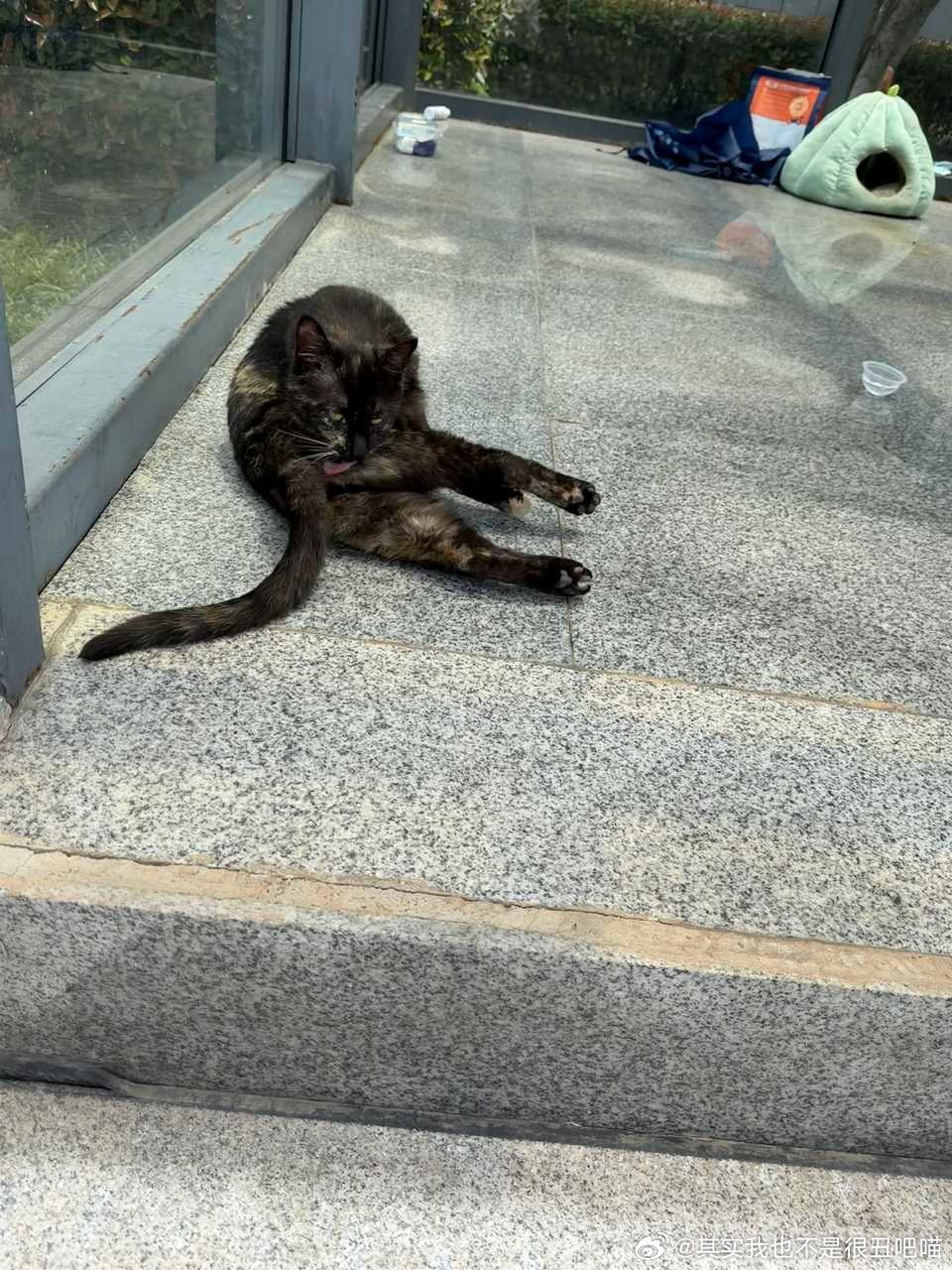 49929【丑猫】玉足 