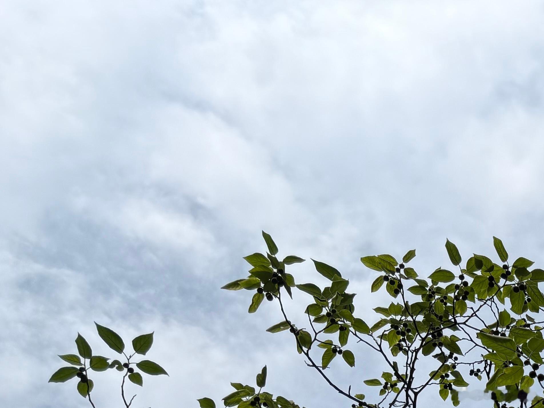 在这个快节奏的时代，我们常常被各种琐事和压力所困扰，容易忽略身边的小事。然而，正