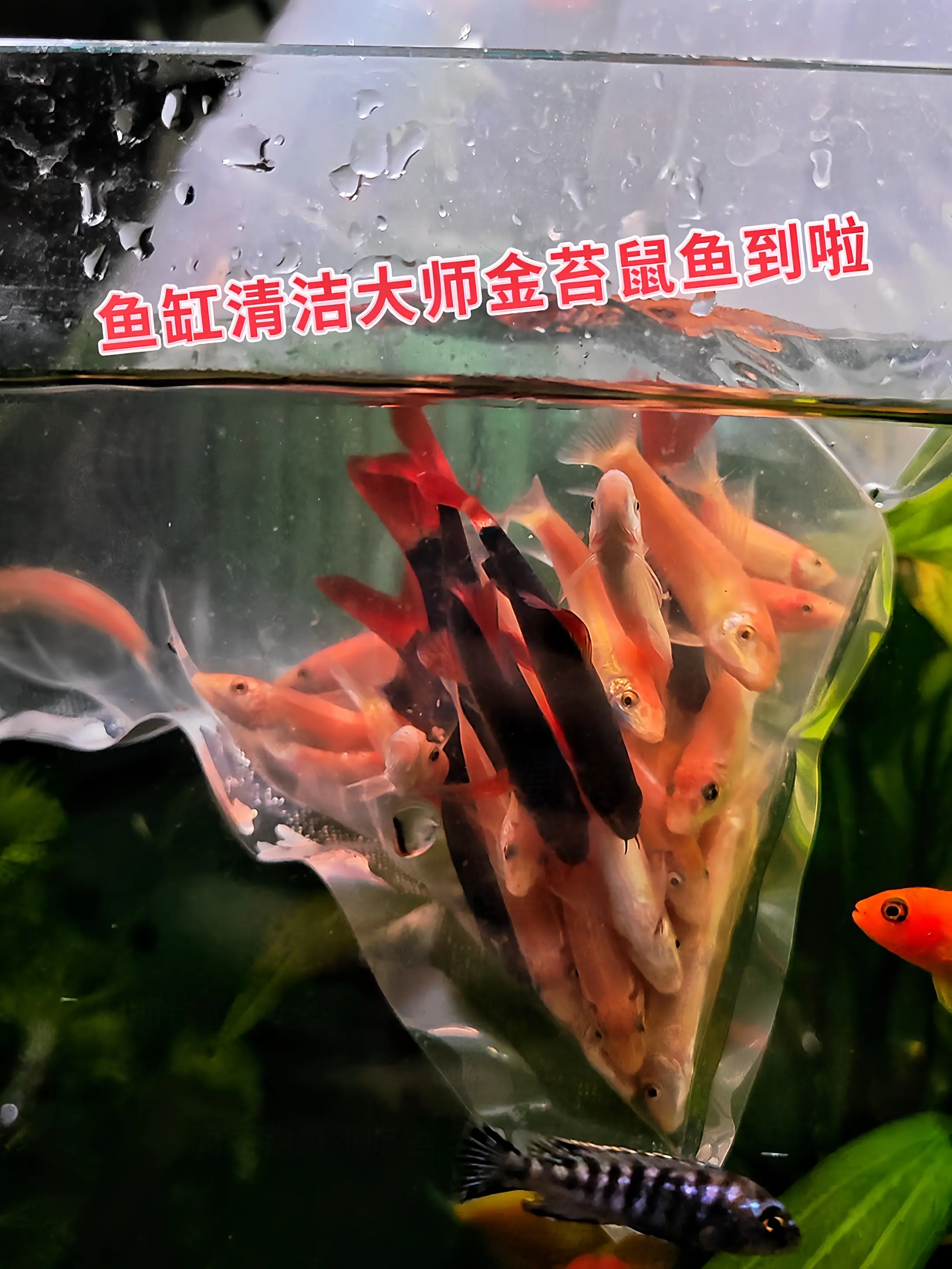 1. 高效清洁小能手：金苔鼠鱼堪称水族箱“活体吸尘器”！自带天然清洁属...