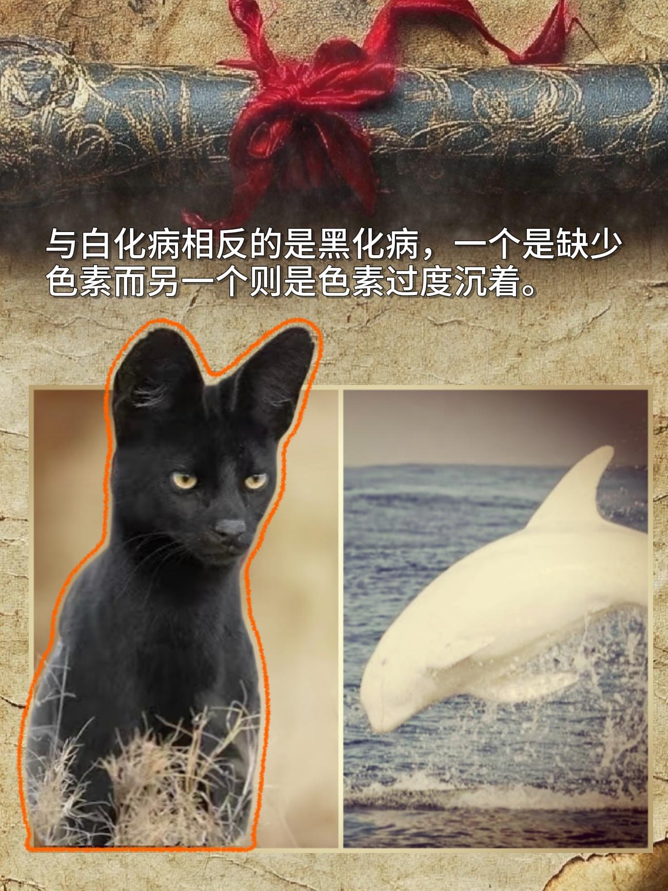 与白化病相反的是黑化病，一个是缺少色素而另一个则是色素过度沉着。