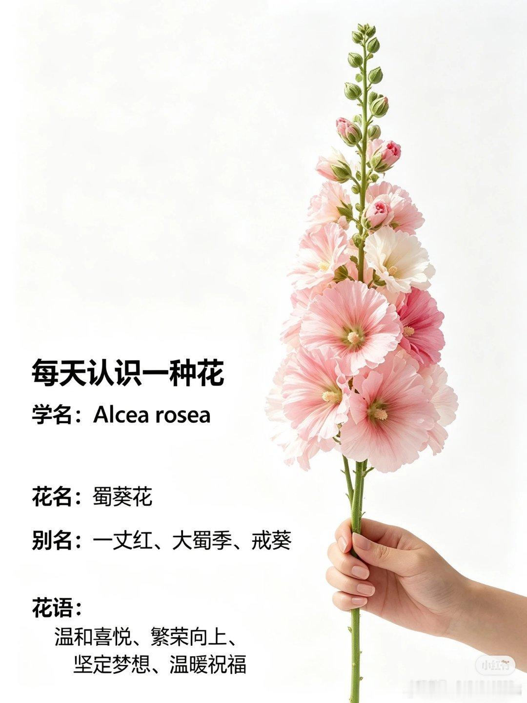 挑战每天认识一种花-蜀葵花蜀葵花： 中式野趣竖向线条传统花材【花语】追逐梦想、步