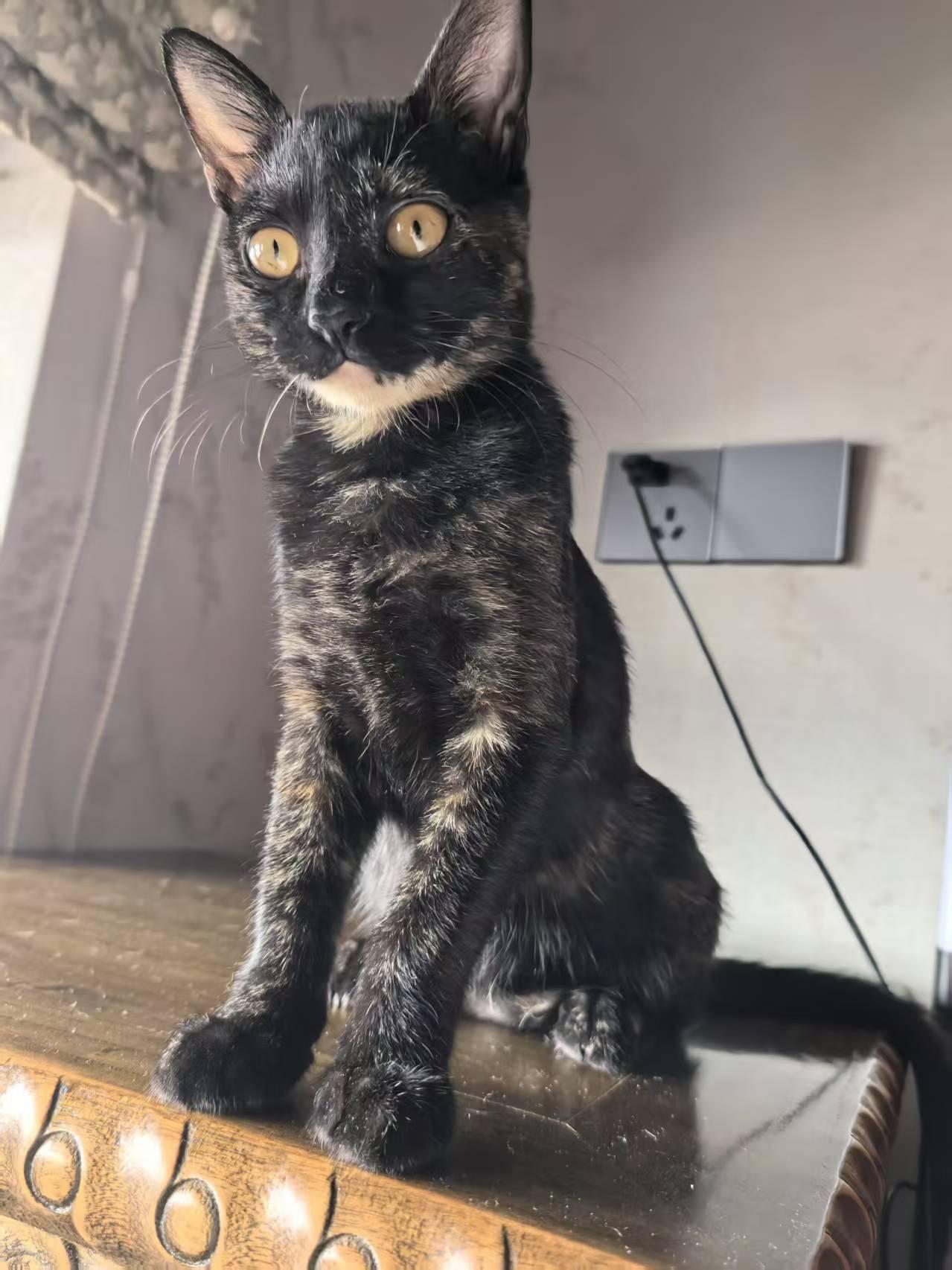 珠海，救助的玳瑁猫寻找爱心领养
宠物品种:烟熏妆玳瑁不明显偏黑
宠物名 ：岱岱