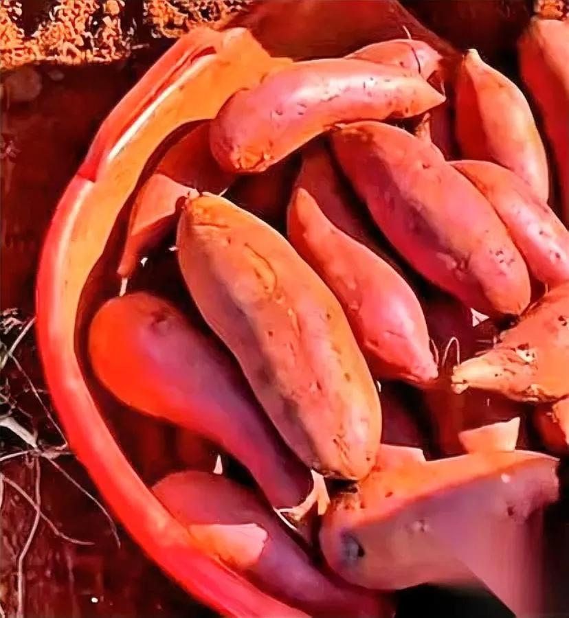 昨天刷到央视的报道，冷汗直冒。

云南建水的红薯地，藏着大问题。

镜头推近我才