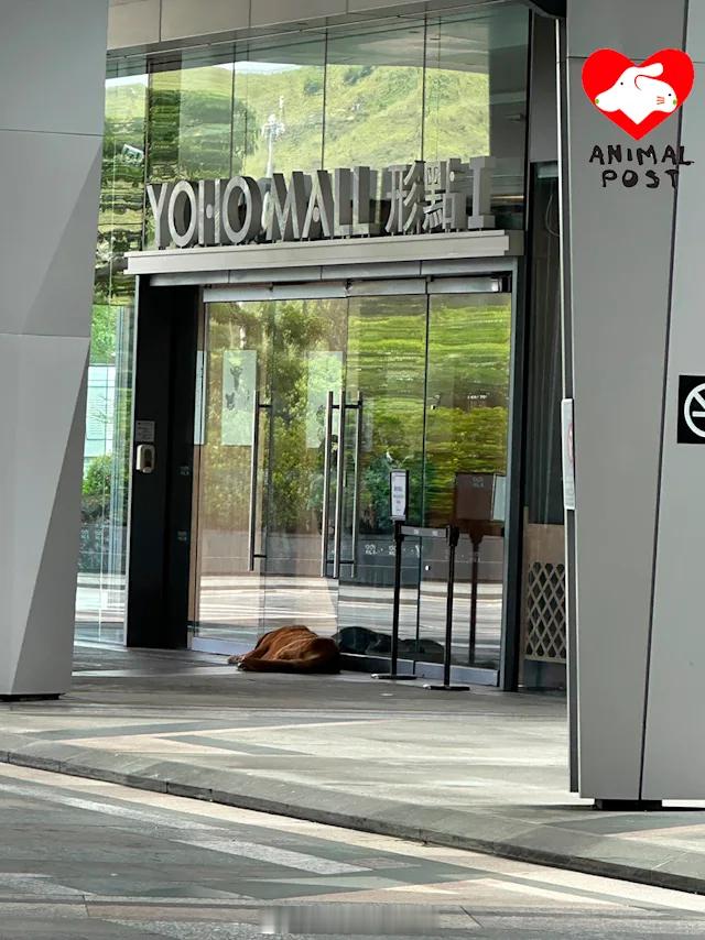 要爱护动物狗狗 「香港酷熱天氣下想入商場狗狗終被送香港漁護署..據知狗主會接回狗