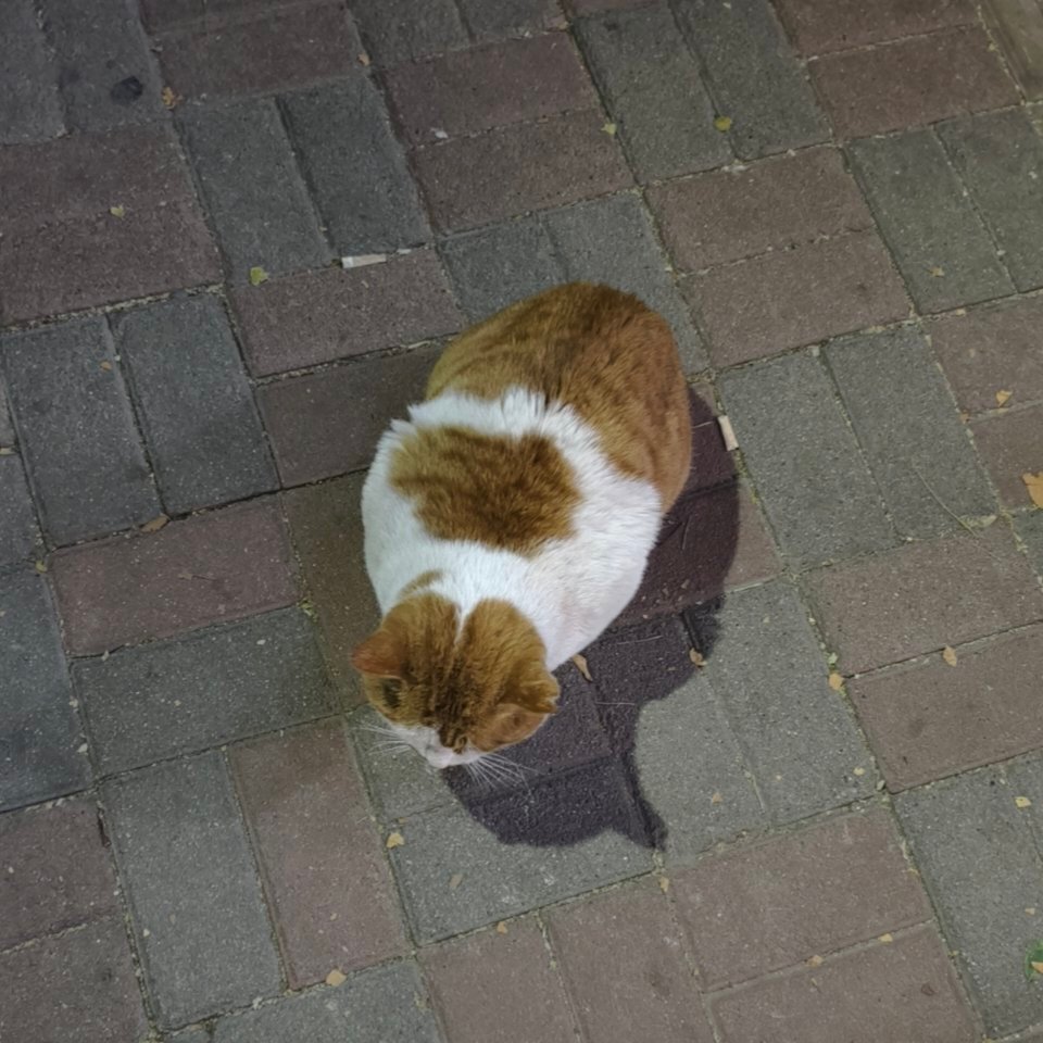 一坨猫vs一只猫橘猫就是容易胖啊我真的笑晕… 