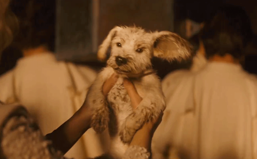 《超女》新预告里有更多小氪了！这个世界不能没有小狗！🐕 