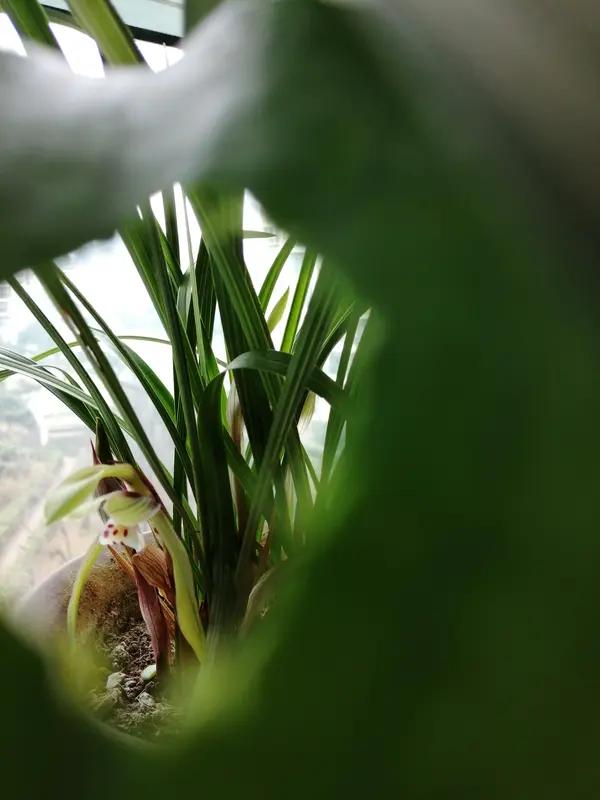 蜂蝶寻路隐约至，云雾蔽途不可通。
纵是东风难借力，自然香隐有无中。
兰花之香，似