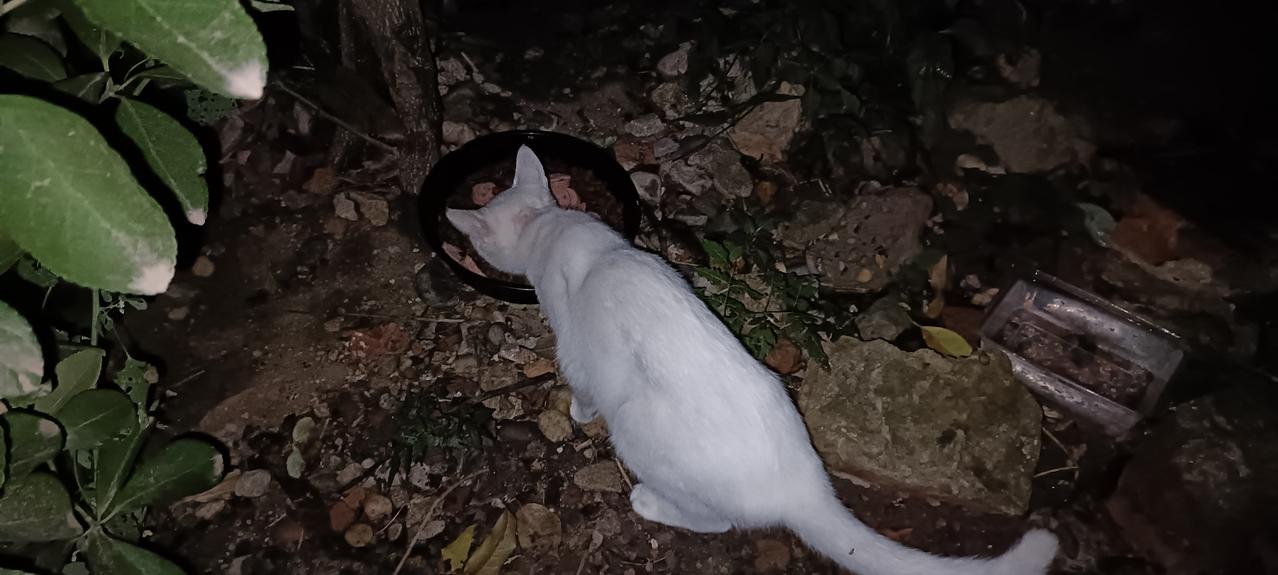 傍晚去扔垃圾，没想到流浪猫早早就等在那里，天冷了，天也黑的早，流浪猫饿的快，我就
