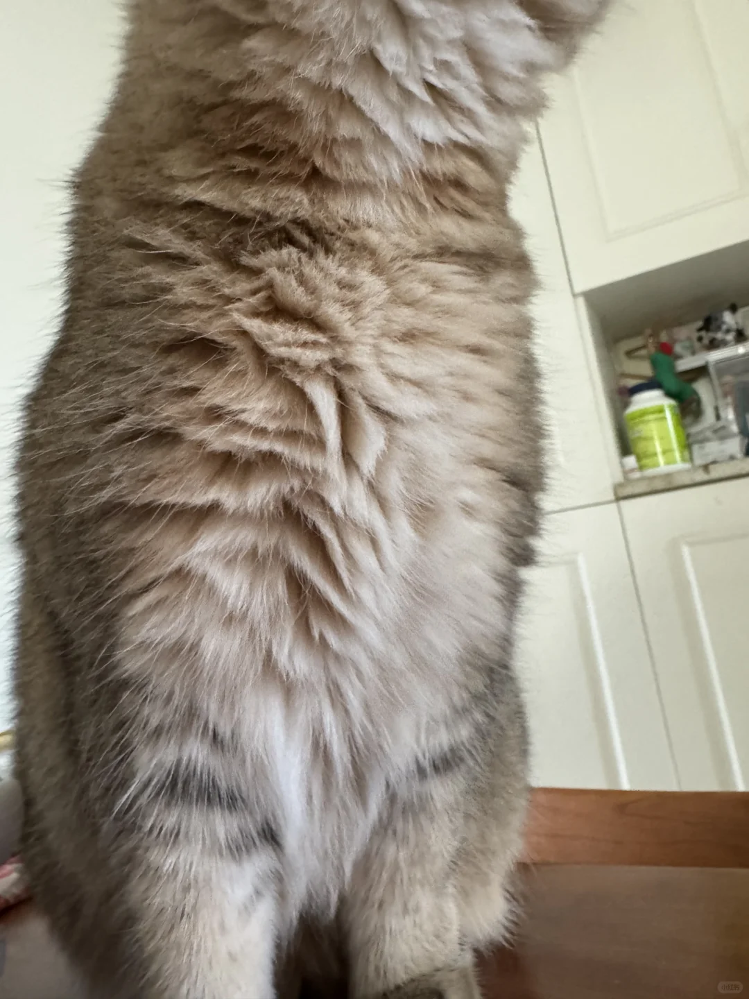 大降温？没事，我有小猫的胸毛哈哈哈哈