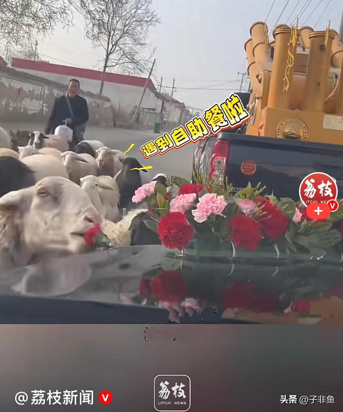 近日，河北邢台一老人正在放羊，一婚车车队路过，一群羊都朝婚车走过去了，羊上去啃了