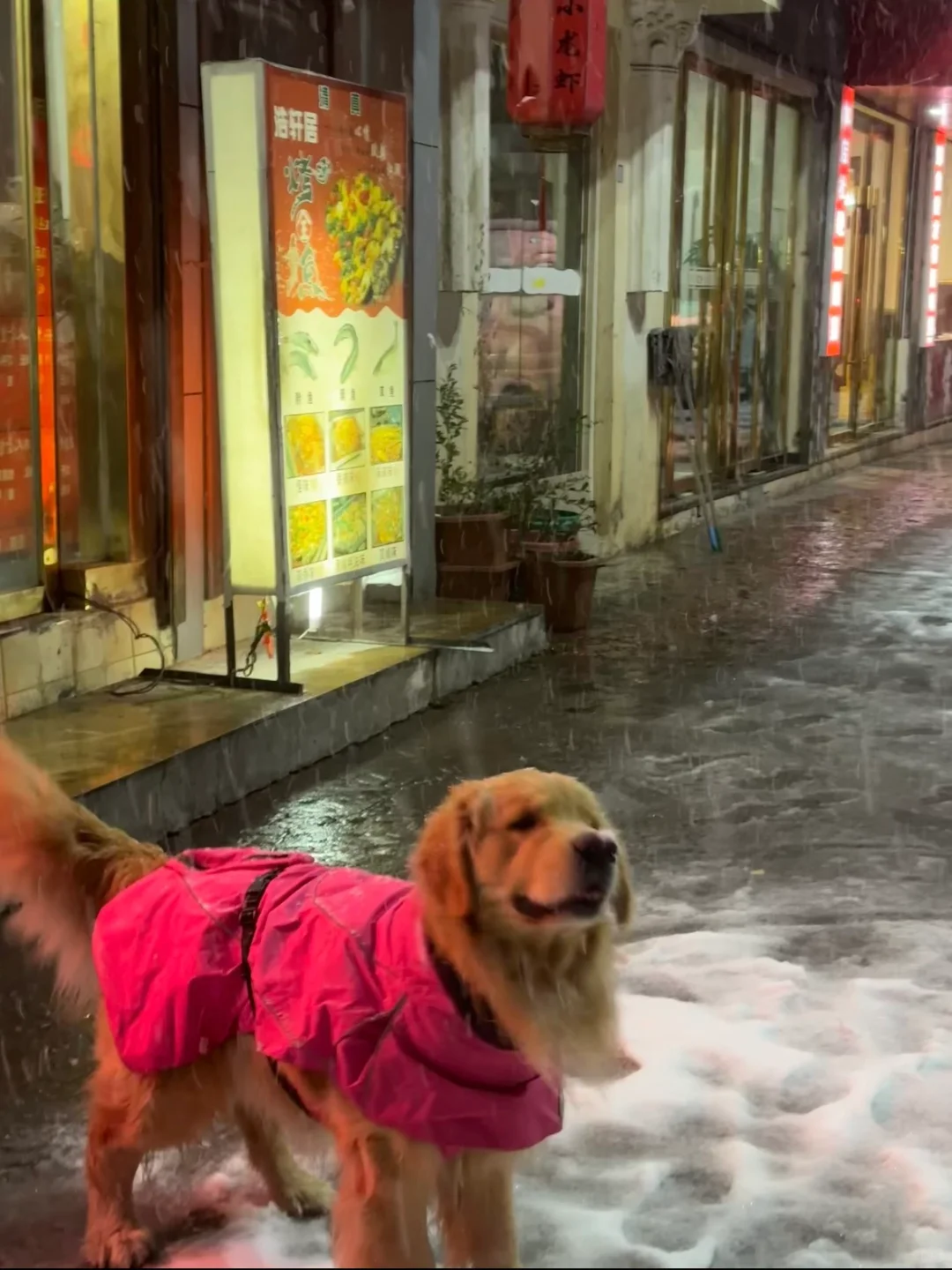 纯白的雪花落在了小狗黑色的鼻头上