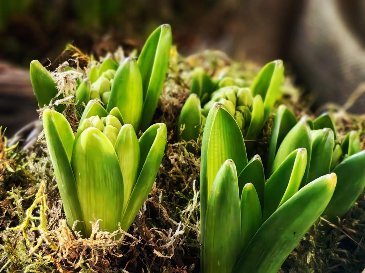 分享一张你今天拍的照片小菏才露尖尖角！（手机原创）