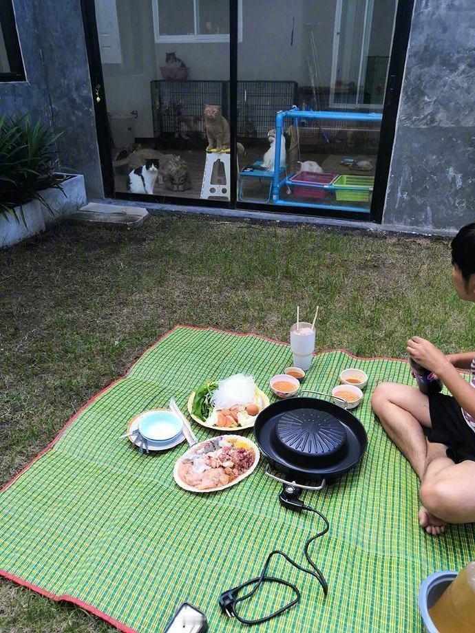 主人在院子里加餐 怕猫咪干扰就把门都关住了...
