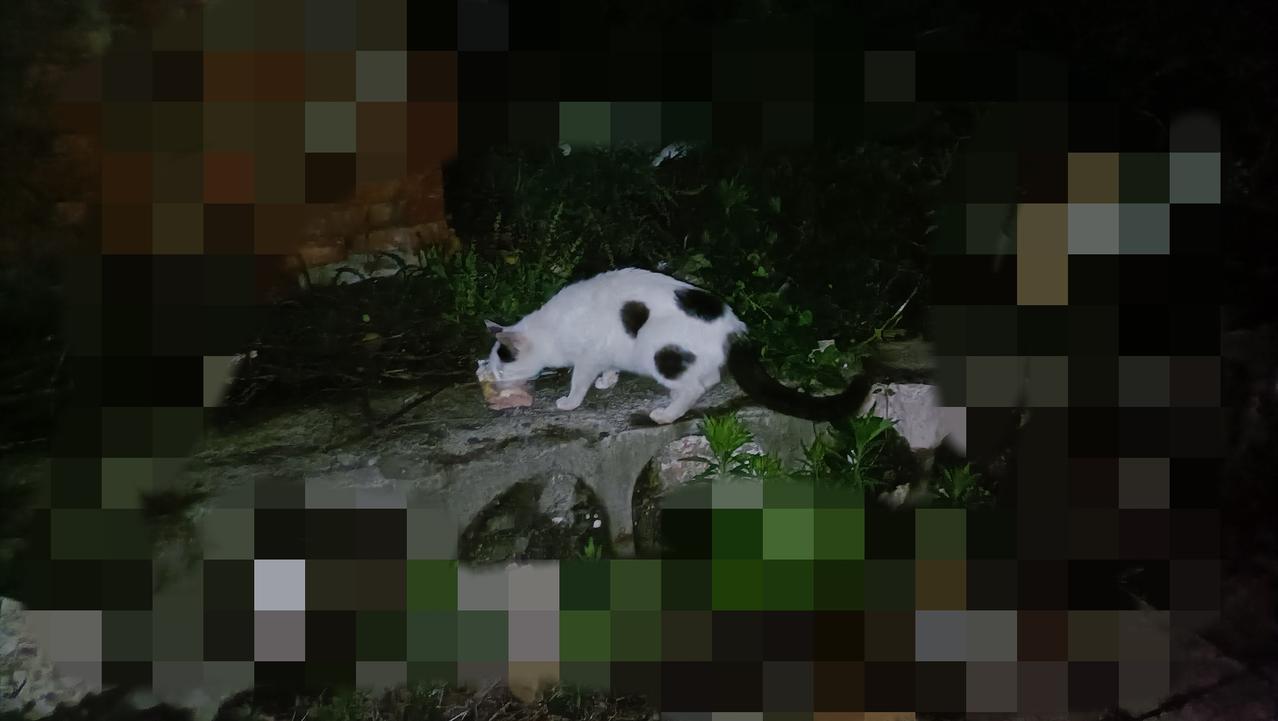 天终于晴了，沿途等候我的落单流浪猫也多了起来，它们其实知道投喂点在哪儿，但它们不