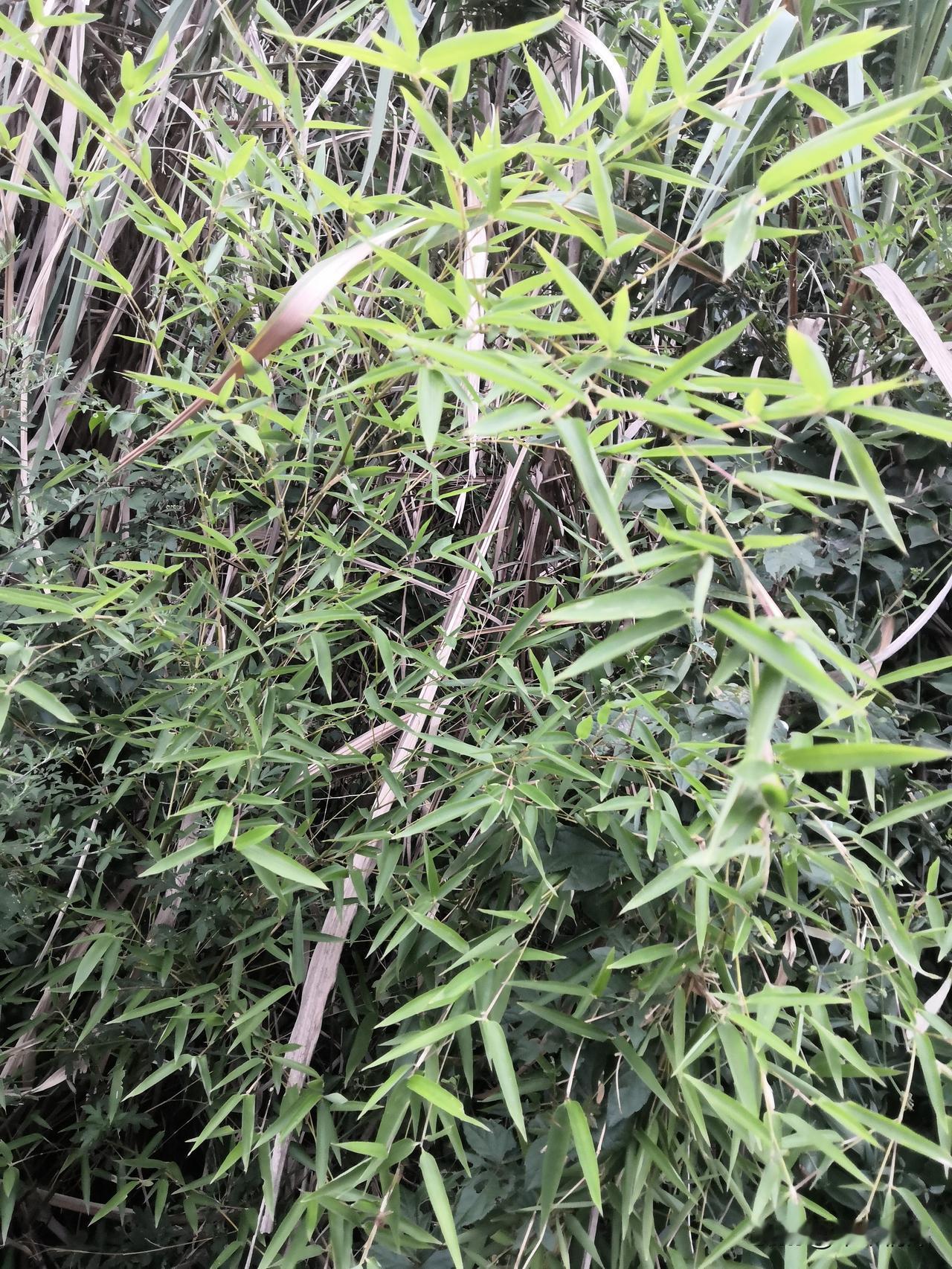 农村地区的交通安全管理真是个大问题。现在对三轮车、摩托车、汽车进行管制，这是好事
