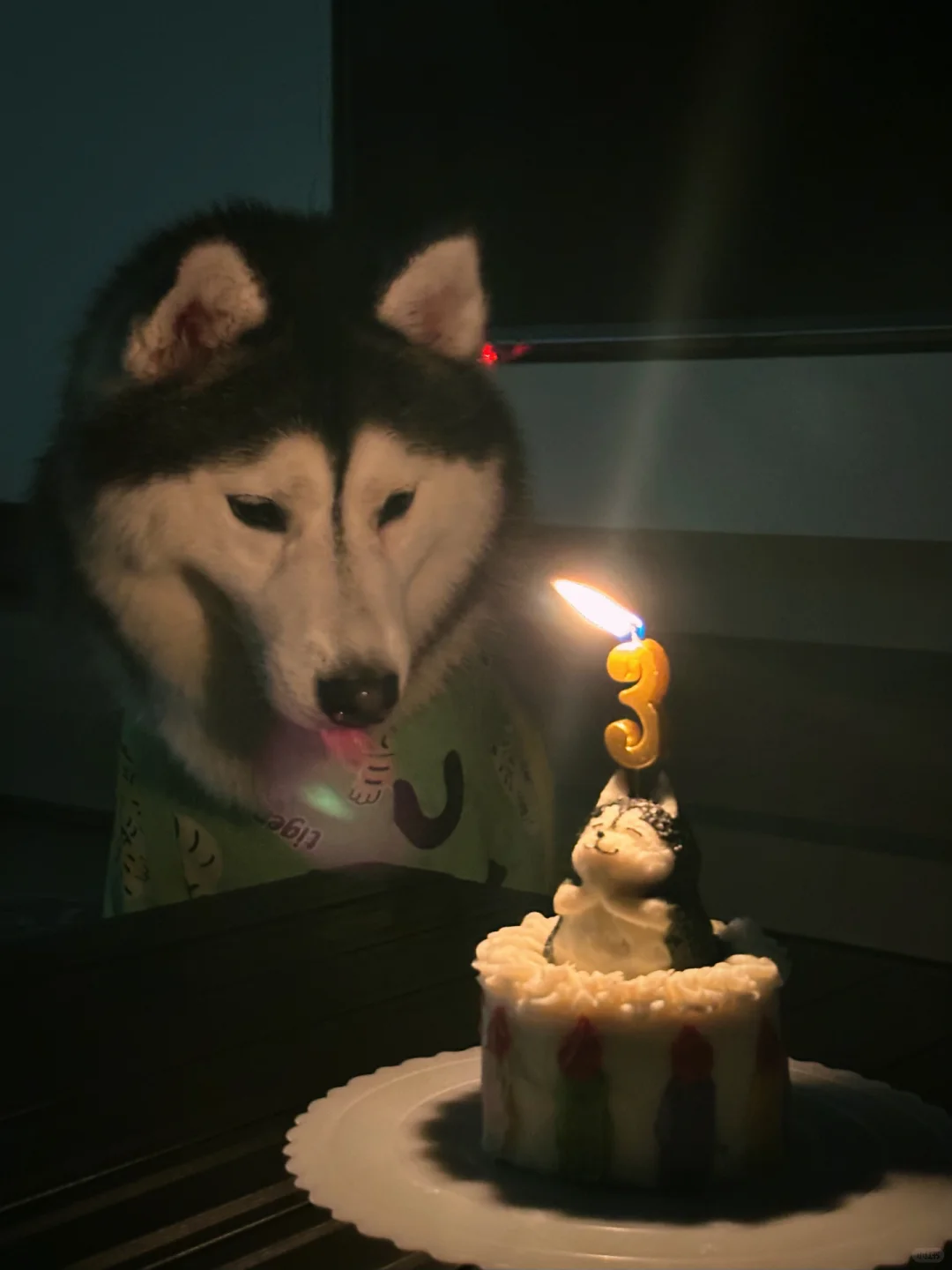 是宠物更是家人🎂生日快乐黑桃