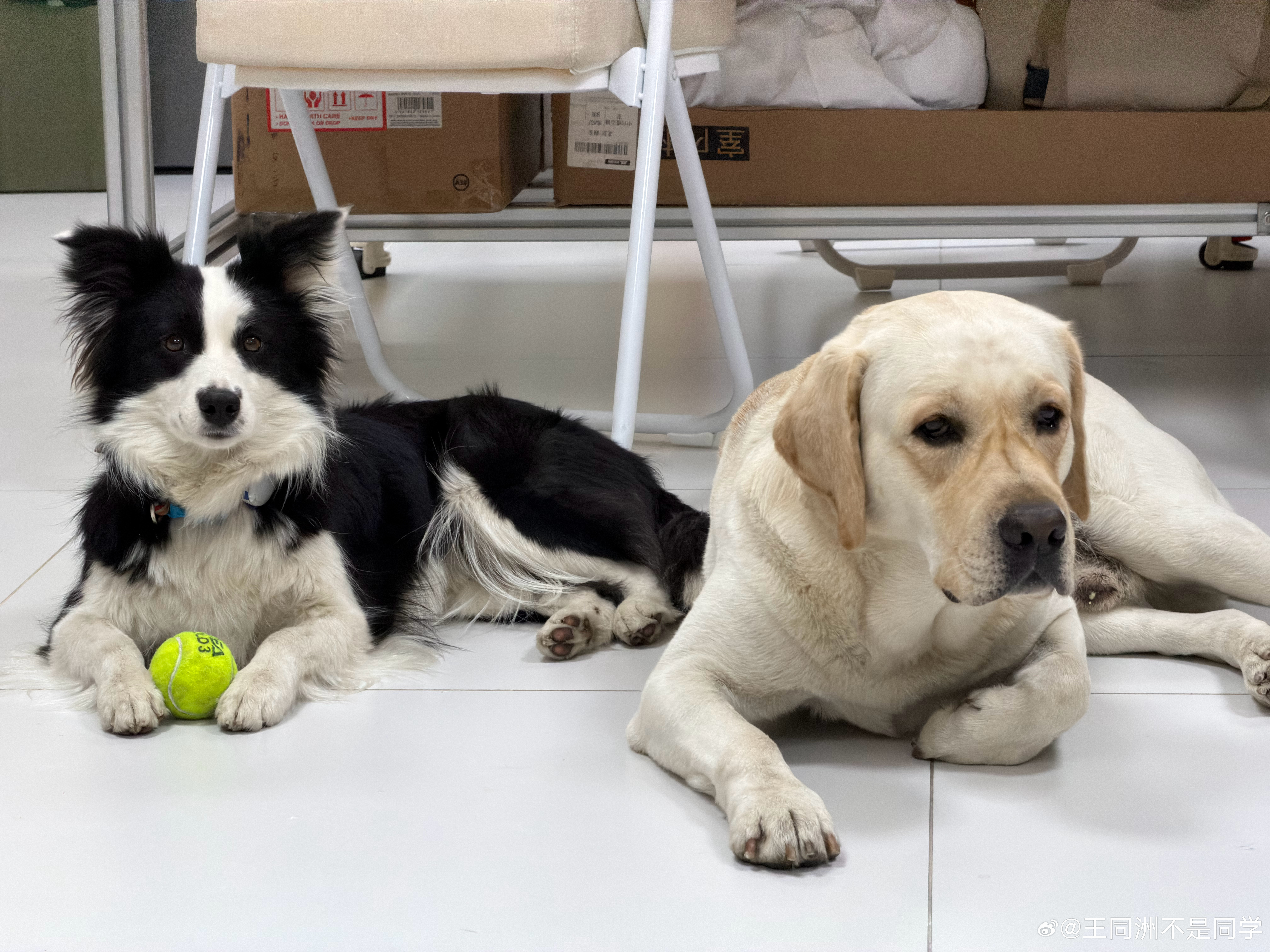 98年的长寿小猫哇！！小狗接！！要长寿啊 北京