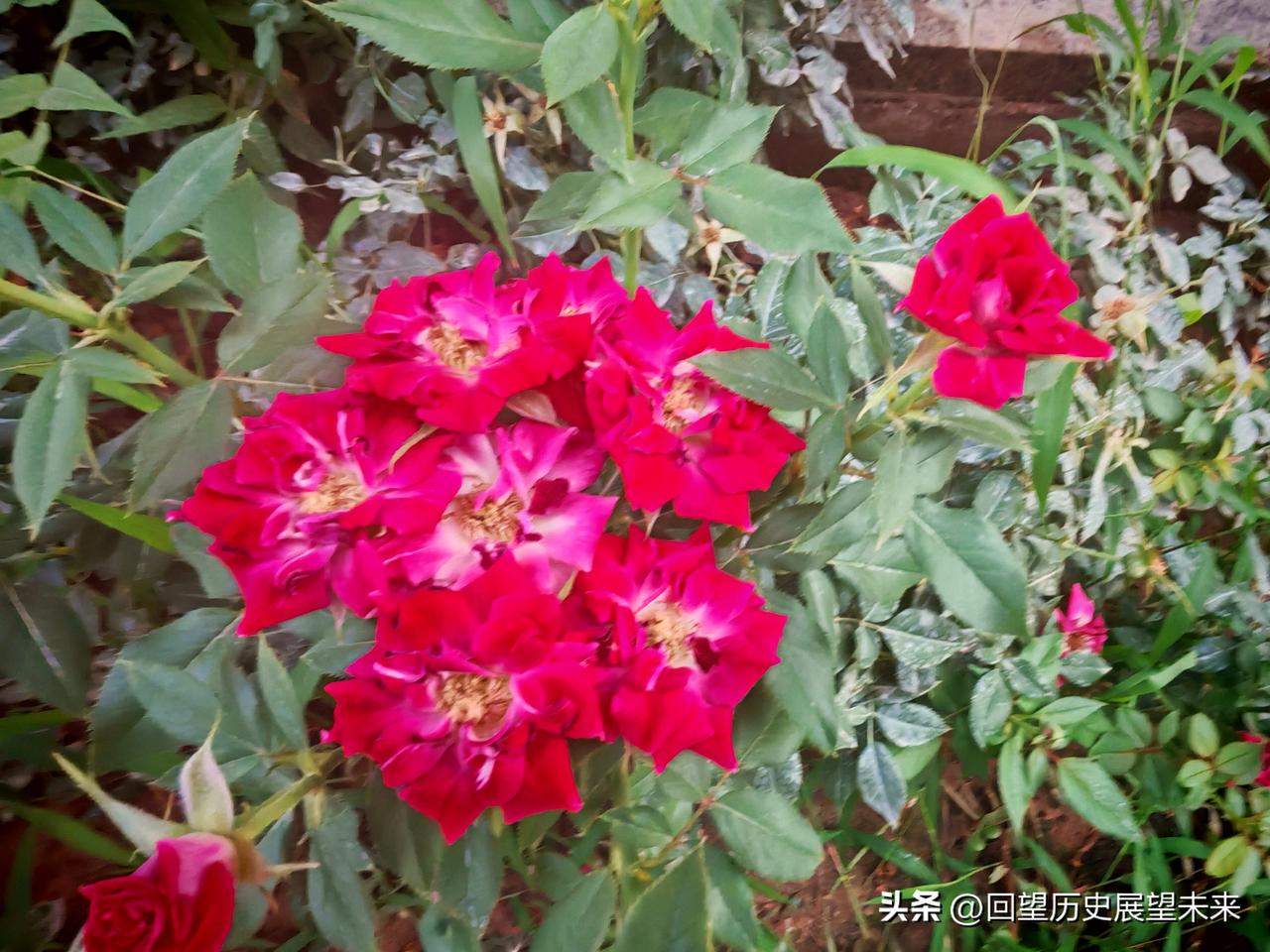 分享一张你拍的花，什么花都行