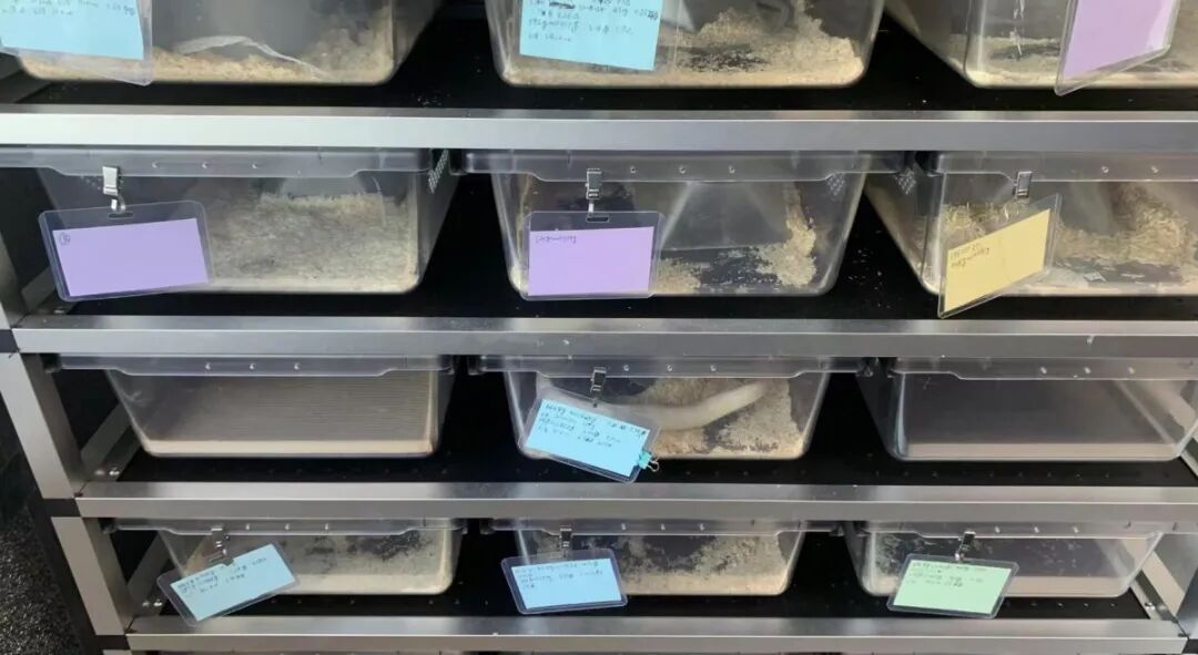 #小区住户在家养70多条宠物蛇#【宁波一户人家养了70多条宠物蛇，协商无果后13