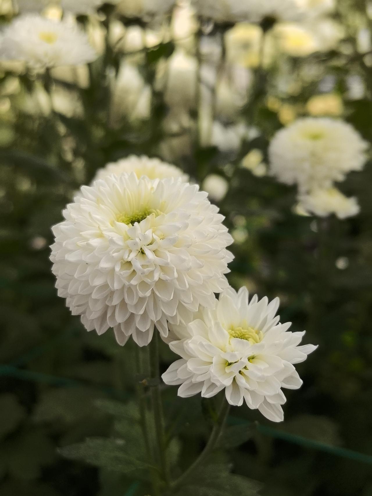 歌星曲某在国内短视频平台开认证账号，发拜年/弹唱视频、宣布7月发新专辑，仅48小