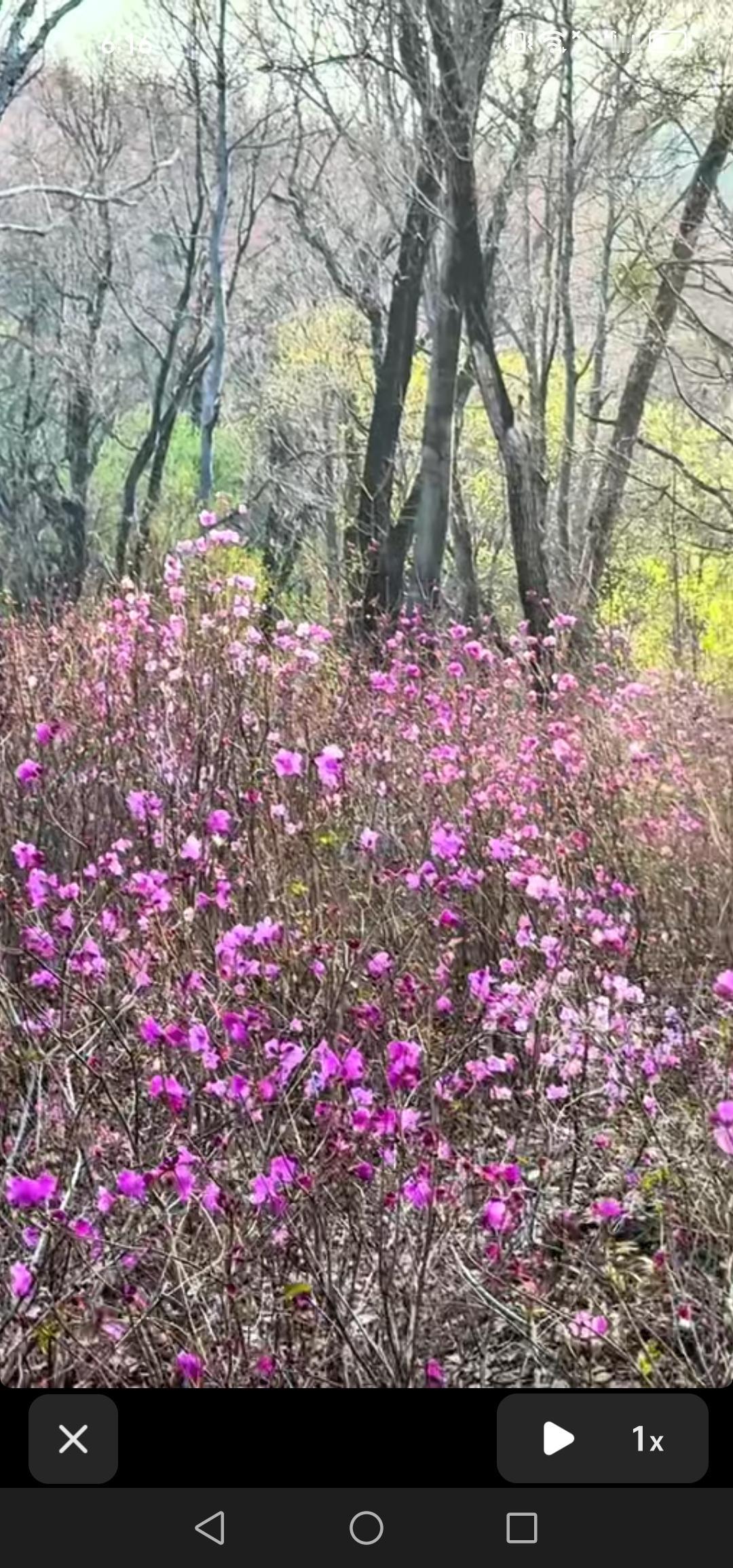 4月18号，吉林市龙潭山上的杜鹃绽放，美不胜收！

近期，气温回升，整个吉林市花