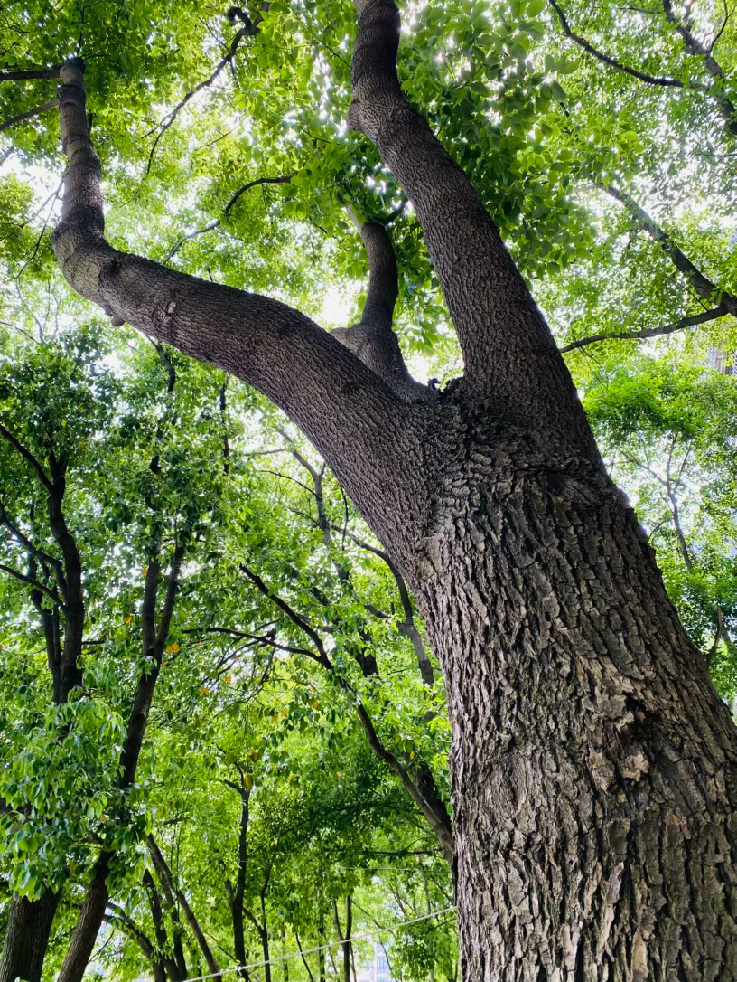 生活手记记录真实生活摄影摄影摄影 樟影成荫，岁月生香，仰起头时，香樟树的枝干便如