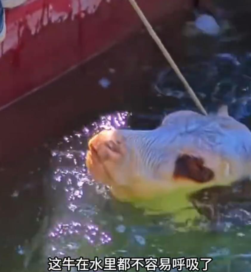 多头牛被困水渠男子呼朋唤友救援，在一个宁静的午后，村庄旁的水渠边，原本应该是一幅