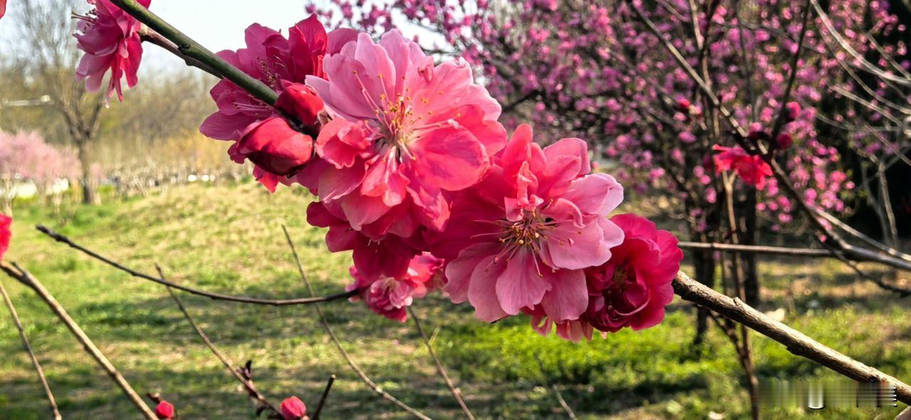 鹧鸪天·碧桃树下
 
重瓣胭脂压满枝，红潮翻浪惹情痴。
明知鬓角添霜色，偏趁春光