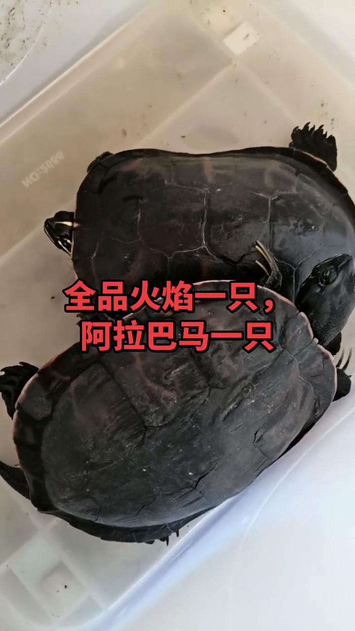 全品火焰一只，阿拉巴马一只。